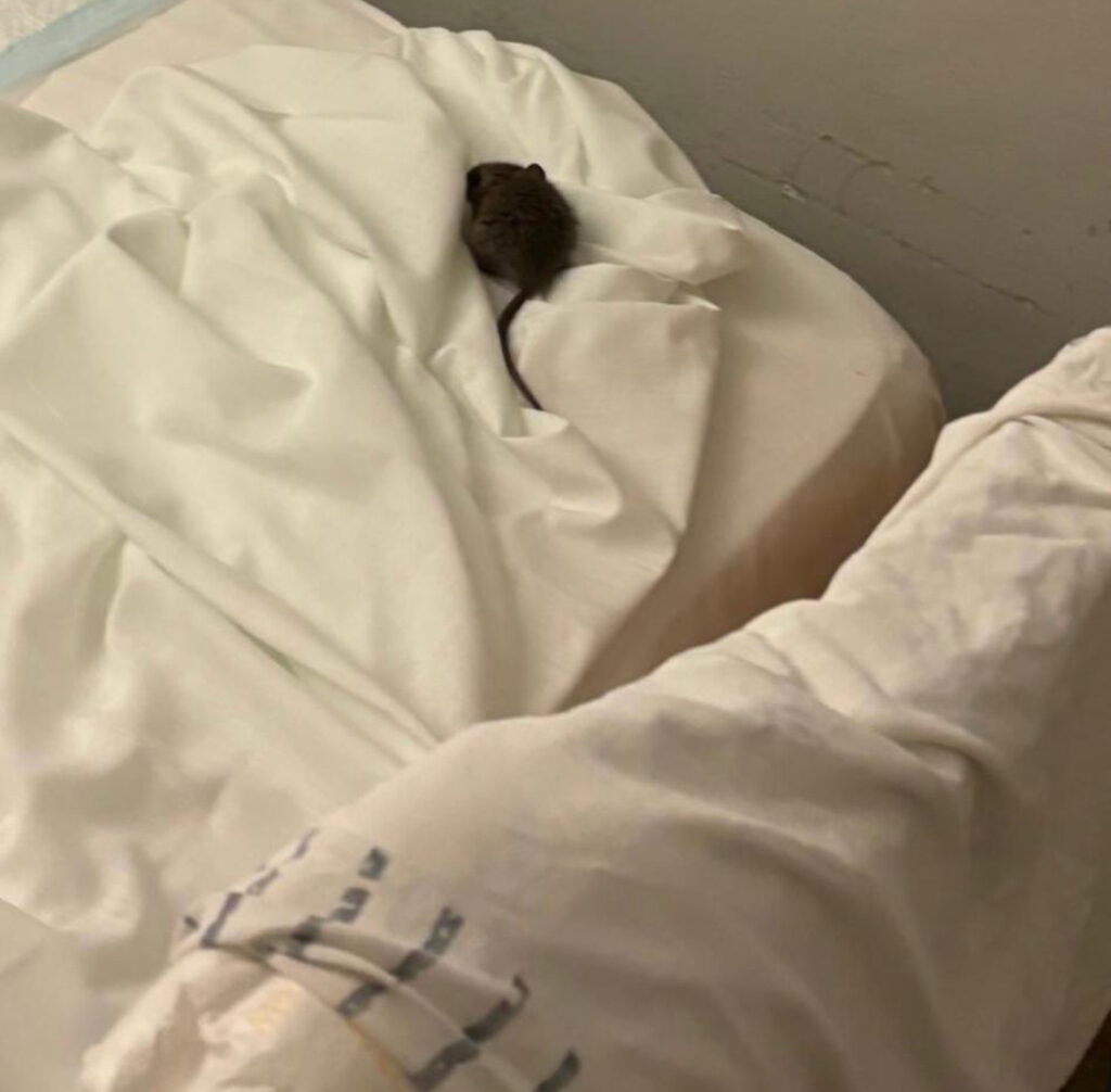 Una rata en una de las residencias de la Diputación de Jaén.