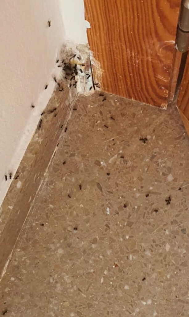 Bichos en una residencia de la Diputación de Jaén.