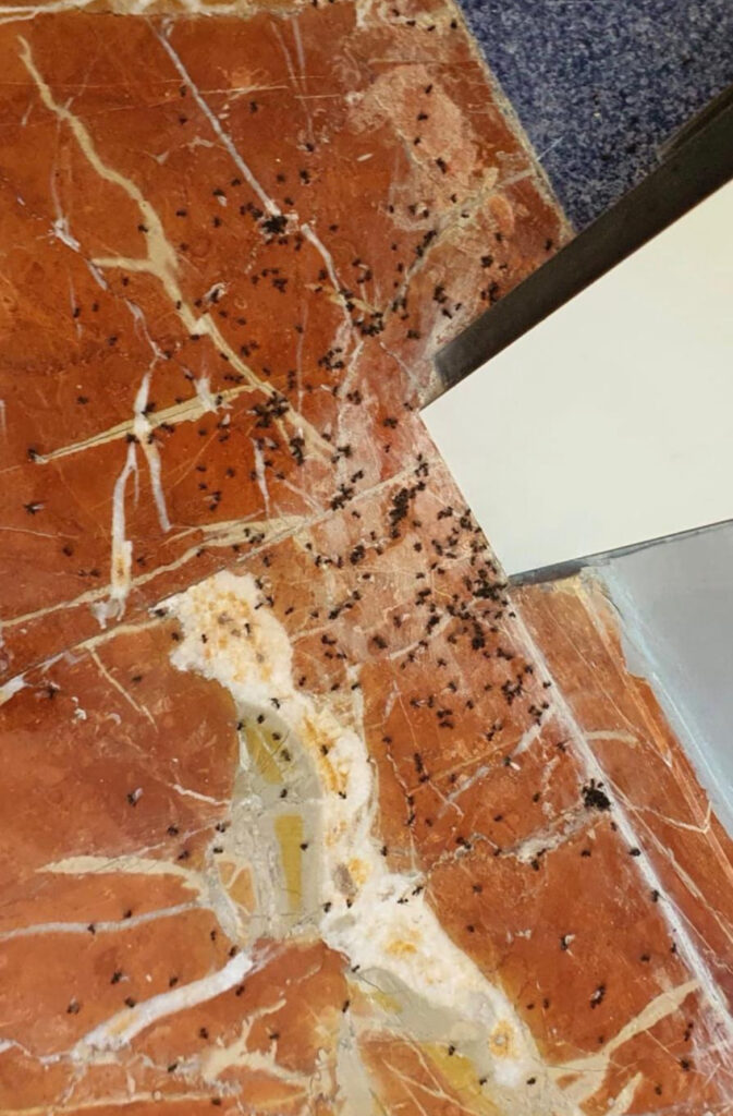 Bichos en una residencia de la Diputación de Jaén.